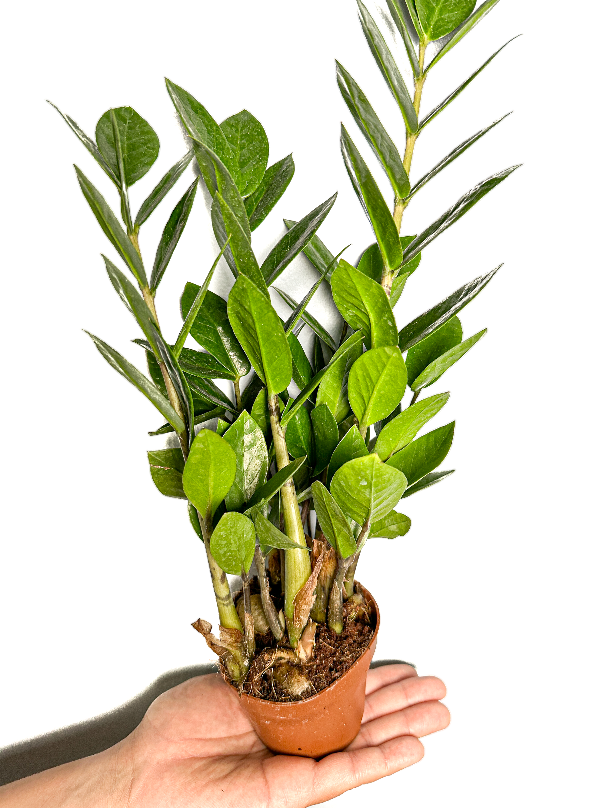 ZZ Plant — seedybean